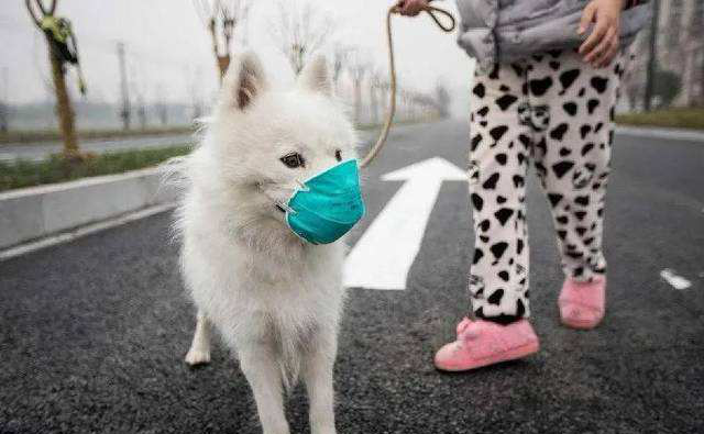 Ka horapa te SASR-Cov-2 ki nga kararehe kararehe?